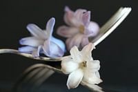 abstract flowers