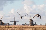 Vliegende ganzen in Kinderdijk van Mark den Boer thumbnail