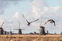 Flying geese in Kinderdijk