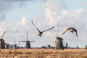 Vliegende ganzen in Kinderdijk