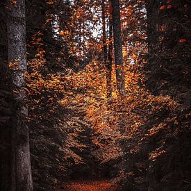een pad door een herfstbos vol kleurrijke herfstbladeren, een pad met een herfstsfeer in het bos
