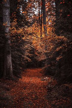 een pad door een herfstbos vol kleurrijke herfstbladeren, een pad met een herfstsfeer in het bos van Thomas Heitz