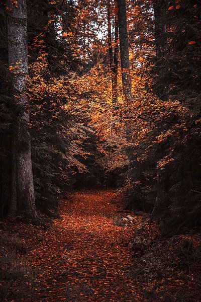 ein Weg durch einen herbstlichen Wald voller bunter Herbstblätter, ein Pfad mit herbstliche Stimmung im Wald von Thomas Heitz