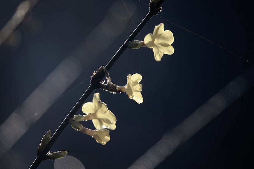 Beautiful Winter Jasmine Flowers by Imladris Images