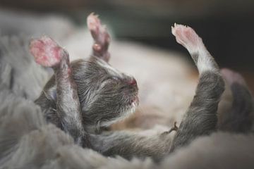 Vrolijke Kleine Maine Coon van Kimberly de Pater