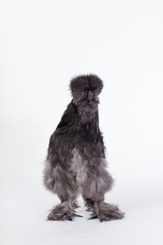 Poule en soie Charlie