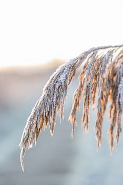 Winterse zonsopkomst in de natuur - Friesland van Lydia