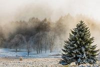 het bevroren bos