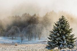het bevroren bos van samir Nashashibi