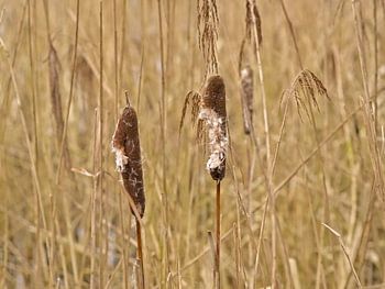 Grote lisdodde in winter