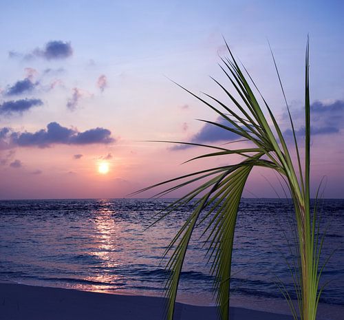 Tropical Sunrise