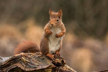 Eichhörnchen, Sciurus vulgaris. Rotes Eichhörnchen. von Gert Hilbink