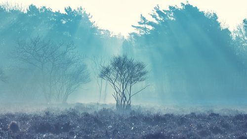 Lichtharpen en zonnestralen boven de Gooische heide