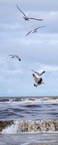 Seagull by Eva Sträter