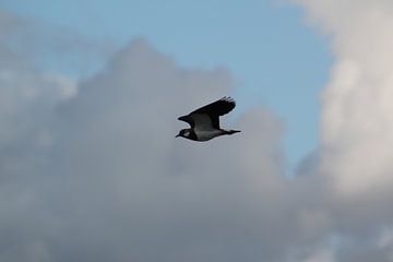 Kievit in vogelvlucht van Nature Oostzaan