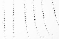 Druppels op spinnenrag van Elles Rijsdijk thumbnail