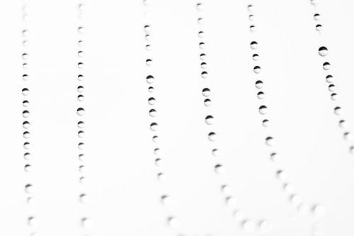 Druppels op spinnenrag