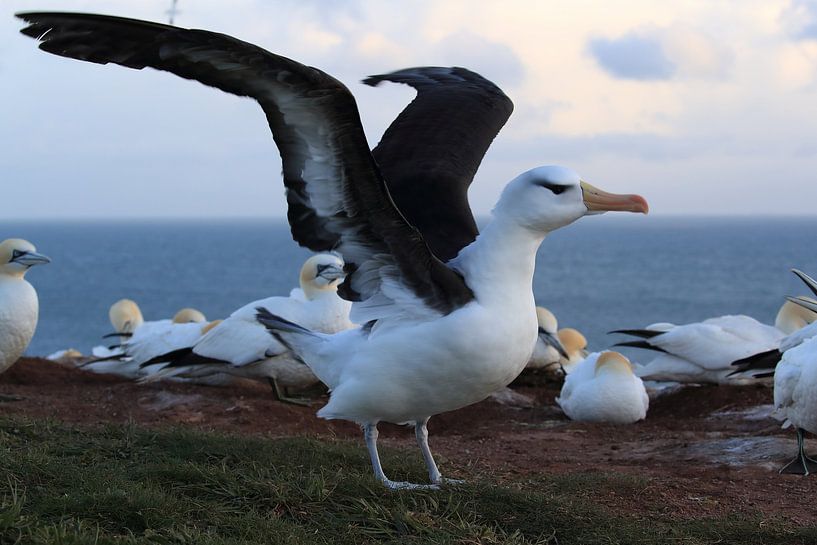 Zwartgegroefde albatros ( Thalassarche melanophris ) of Mollymawk op het eiland Helgoland Duitsland van Frank Fichtmüller