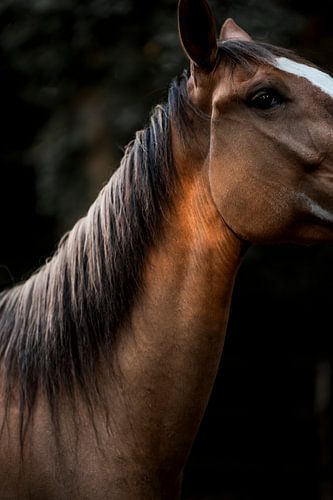 Paard Hals in Warm Avondlicht en Donkere Achtergrond