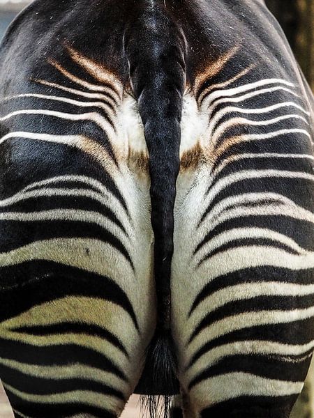 Zebra : Tierpark Blijdorp von Loek Lobel