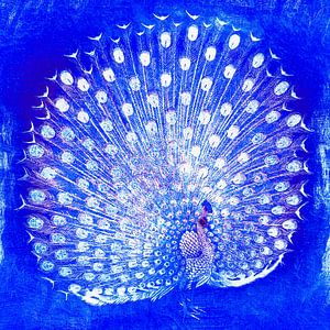 Japanischer Pfau in Kobalt Blau