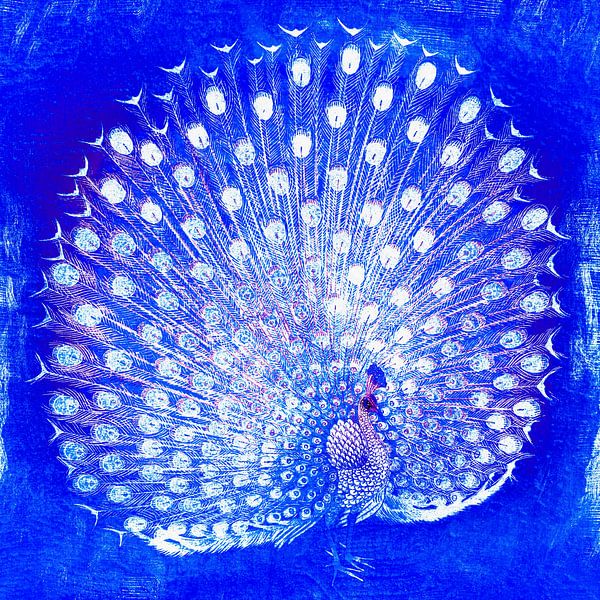 Japanischer Pfau in Kobalt Blau von Mad Dog Art