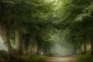 Summer Peace (Dutch Summer Forest with fog)