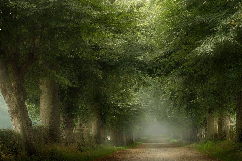 Paix d'été (Forêt d'été néerlandaise avec brouillard) par Kees van Dongen