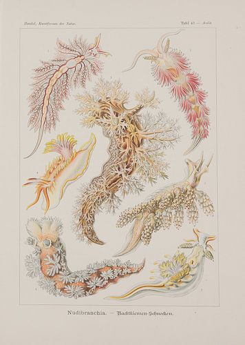 Discomedusae, Kunstformen der Natur, E.Haeckel, 1904 - Collectie Teylers Museum