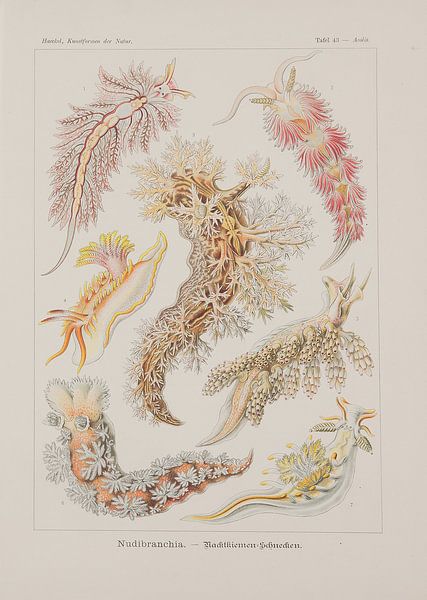 Discomedusae, Kunstformen der Natur, E.Haeckel, 1904 - Teylers Museum Collection by Teylers Museum