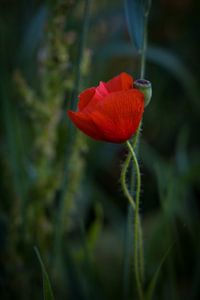 Einsamer Mohn auf dem Feld von Maaike Zaal