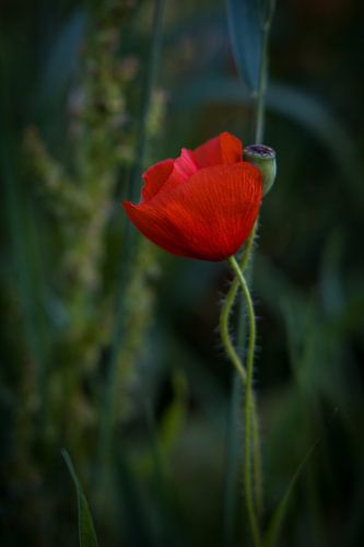 Einsamer Mohn auf dem Feld
