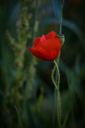 Eenzame klaproos in het veld