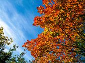 Kleuren van de herfst van Floris den Ouden thumbnail