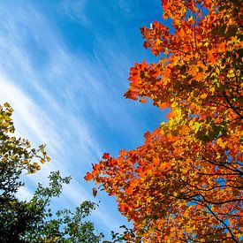 Colours of autumn by Floris den Ouden