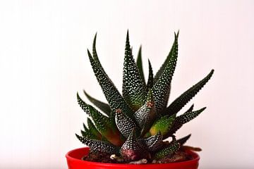 Aloe Aristata von Philipp Klassen