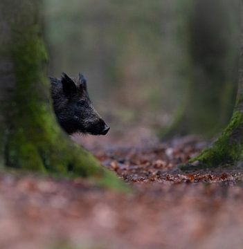 Wild zwijn in beukenbos van Peter Ponsteen