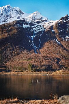 Ganzen op een met ijs bedekte fjord, Storfjorden, Noorwegen van qtx