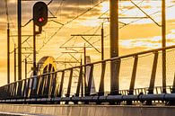 The golden glow by Jan Willem Oldenbeuving thumbnail