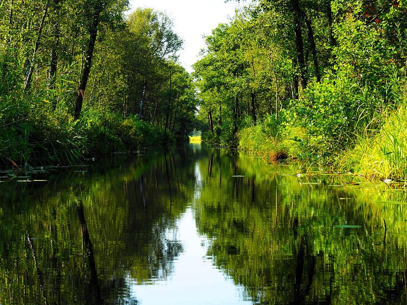 Wald und Wasser von Janny Talhout