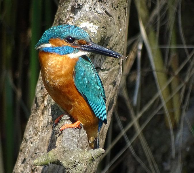 Common Kingfisher. by Robert Moeliker