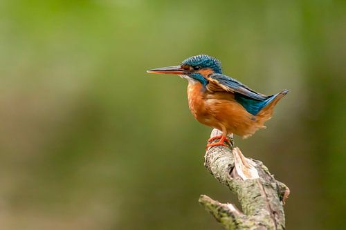 IJsvogel, Alcedo atthis