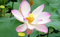 Lotus bloem 