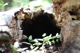 Hollow Tree