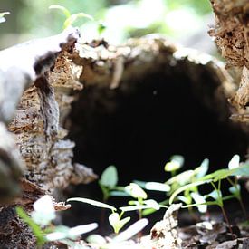 Hollow Tree von Erwin Delsman