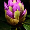 The flower buds of a rhododendron by Gerard de Zwaan