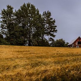 Schuur in Zweden voor een graanveld by Tim Laan