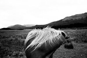 Paard in Schotland von Lennart Stolte