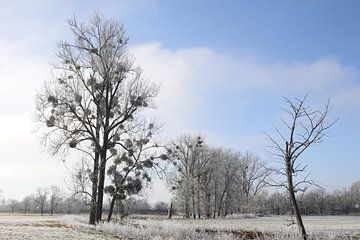 Baum im  Winter in den Saalewiesen bei Bad Neustadt