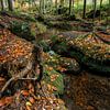 Paysage d'automne dans la forêt avec un petit ruisseau sur Holger W. Spieker